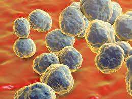 D'autres médicaments peuvent être prescrits pour lutter contre les parasites ou les virus. Les Personnes Immunodeprimees Sensibles A Un Champignon Sciences Et Avenir