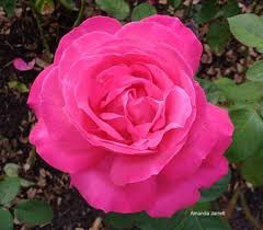 We did not find results for: Pruning Roses The Garden Website Com