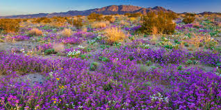 Please fill out the form below and one of our expert associates will respond to your requests promptly. California S Spring 2019 Wildflower Forecast Visit California