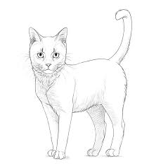 This is a rough shape of the head and a muzzle. How To Draw A Cat