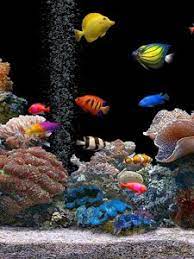 See more of fish wallpaper on facebook. Fish Old Mobile Cell Phone Smartphone Wallpapers Hd Desktop Backgrounds 240x320 Downloads Images And Pictures