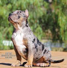 Blue Tri Merle Pitbull Puppies Super Cute Puppies Cute Animals