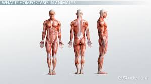 Homeostasis In Animals Video Lesson Transcript Study Com