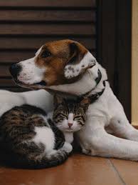 Arti mimpi anjing — menurutparaahli.com. Ternyata Hewan Peliharaan Juga Bisa Mimpi Apa Isinya Global Liputan6 Com