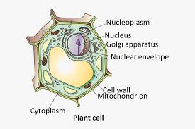 If you are using mobile phone, you could also use menu drawer from browser. Transparent Plant Cell Png Draw The Plant Cell And Label The Parts Free Transparent Clipart Clipartkey