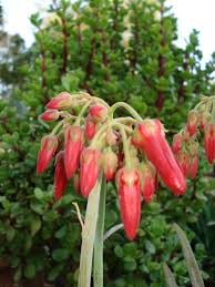 Image result for Cotyledon barbeyi