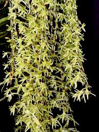 Image result for Angraecopsis amaniensis