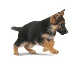 El pastor alemán macho es algo más autónomo. Pin En Tierno