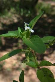 Image result for Justicia exigua