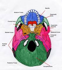 These joints fuse together in adulthood. Basal Skull Fractures Lhsc