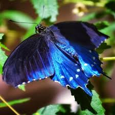 Black And White Striped Butterfly With Long Tail Blue Velvet Pipevine Swallowtail Butterfly Species Beautiful Butterflies Blue Butterfly