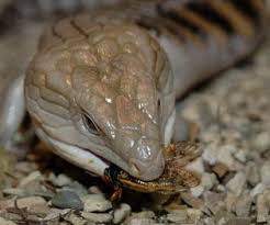And will attempt to eat prey that is too large. Emerging Cicadas Are A Tasty Treat For Zoo Animals News Pantagraph Com