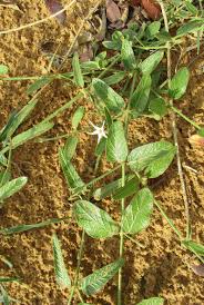 Image result for Orthanthera jasminiflora