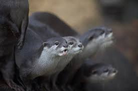 Hind feet are 97 to 102 mm (3.8 to 4 in) long. Asian Small Clawed Otter Perth Zoo