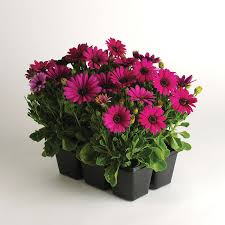 Image result for foto Osteospermum