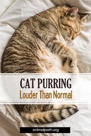 Pin On Cat Behavior