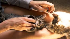 What can you do for dog allergies. Pet Allergy 9 Ways To Deal If You Re Allergic To Your Pet Self