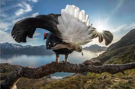 Download and use 100,000+ nature stock photos for free. Jaw Dropping Moments In Nature Captured In This Photography Competition Lonely Planet