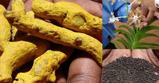 Image result for Blepharispermum pubescens