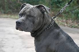 Check spelling or type a new query. What S The Difference Between An American Bulldog Vs Pitbull Access 2 Knowledge
