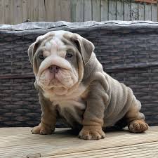 Find dogs and puppies for sale, near you and across australia. Available English Bulldog Puppies For Sale Near Me Train English Bulldog Puppies For Sale