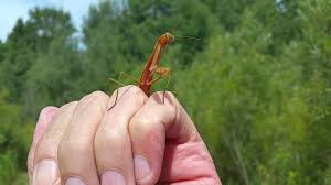 Top 5 praying mantis as pets, for beginners and for those who want the best experience. Beautiful Praying Mantis August 13 2017 Youtube