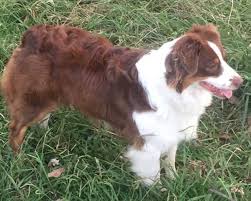 If you are looking to adopt or buy a aussie take a look here! Australian Shepherd Puppies For Sale