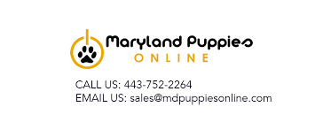 Buy siberian husky puppies online, we provide akc siberian husky puppies for sale online. Maryland Puppies Online Home Facebook