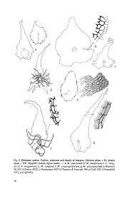 Image result for Microsorum pappei