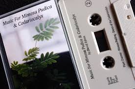 These experiments, music and plants are so easy to replicate that, if there was any true science going on here, believe me, many labs in the world would be following up on this research. Music For Plants Bandcamp Daily