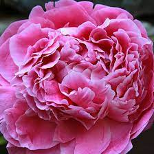 Pin On Flowers