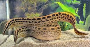 Black Spotted Eel Freshwater Aquarium Fish Aquarium Fish Tropical Fish Tanks