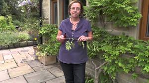 It keeps the wisteria within reach so it can be easily trimmed and controlled. How To Grow Wisteria