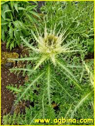 Image result for Cirsium  buchwaldii