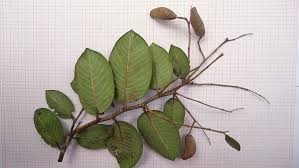 Image result for Parinari capensis