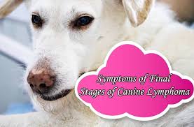 My dog is a 7 year old lab. Symptoms Of Final Stages Of Canine Lymphoma What You Have To Look Out For
