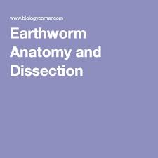 Earthworm Anatomy And Dissection Dissection Earthworms Biology Labs