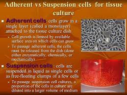 This section provides useful hints for culturing animal cells (i.e., cells derived from higher eukaryotes such as mammals, birds, and it covers different types of animal cell cultures, considerations for cell culture, and cell culture protocols. Cell Culture Technique And Its Implication Ppt Video Online Download
