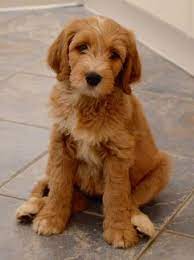 Goldendoodle (standard and apricot/red), hector. Welcome To Kizzabella Doodles