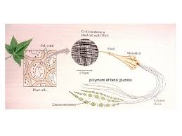 While the chief component of prokaryotic cell walls is peptidoglycan, the major organic molecule in the plant cell wall is cellulose (figure 2), a. Plant And Animal Cells Label The Bits You