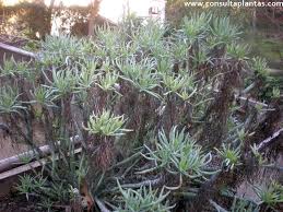 Image result for Senecio barbertonicus