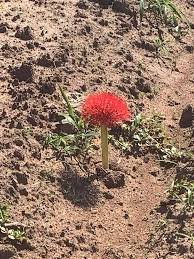 Image result for Scadoxus pole-evansii