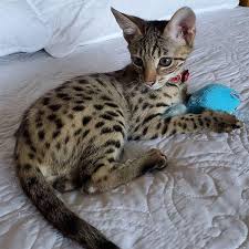 Get a ragdoll, bengal, siamese and perfect spots is happy to offer this handsome 11 week old f4 savannah (male) for adoption now. Oqbxhxi4bjlngm