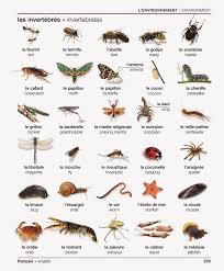 French For Newbies L Environnement Learn French Teaching French French Vocabulary