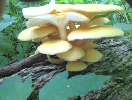 Check spelling or type a new query. Golden Oysters Identifying Mushrooms Wild Mushroom Hunting