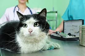 A negative result is not a definite indication that your cat doesn't have the disease, and it may be necessary to repeat fecal examinations. Ask A Vet How Common And Contagious Is Coccidia Catster