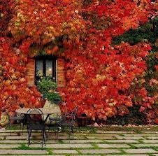 Maybe you would like to learn more about one of these? The Most Beautiful Fall Climbers