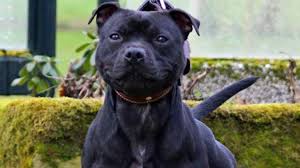 The spelling u to render u in old french was mainly anglo. Curtis A Tue Elisa Pilarski Selon Les Experts