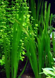 Image result for Vallisneria