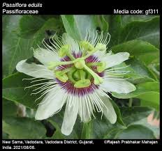 Image result for Passifloraceae